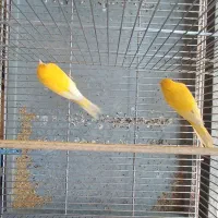 قناری نر پرتغالی|پرنده|تهران, چیتگر شمالی|دیوار