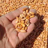 لوبیاچیتی قیمت مناسب|خوردنی و آشامیدنی|قلقل رود, |دیوار