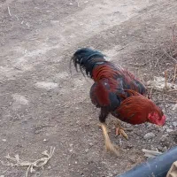 خروس لاری 15 ماه