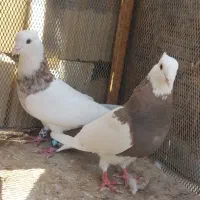 جفت طوقی|پرنده|بافق, |دیوار