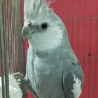 فروش جفت عروس هلندی