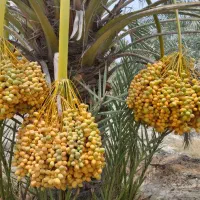 پاجوش نخل|گل و گیاه طبیعی|رودان, |دیوار