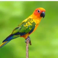 طوطی خورشیدی