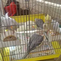 عروس هلندی