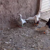 کبوتر رنگی|پرنده|تاکستان, |دیوار