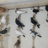 دسته کفتری (کبوتر)پرشی|پرنده|مرودشت, کوشک|دیوار