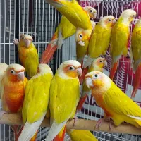 گرینچیک ردچیک سانچیک مونچیک