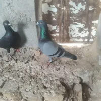 سبز نر کلاغ ماده کلاغ جوجه