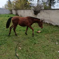 کره نریان ده ماهه عرب دوسر