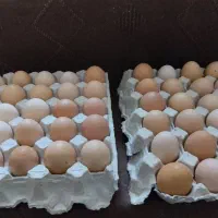 تخم مرغ بومی گلپایگان. عمده.