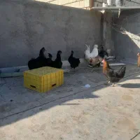 مرغ تخمگذار سیاه