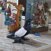 دوعددکبوتر