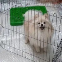 خرسی پامرانین عروسکی