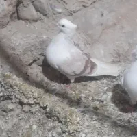 کفتر کبوتر یه جفت گرده دار