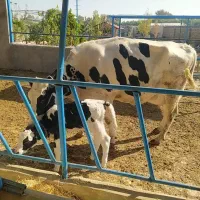 کارگر ساده دامداری