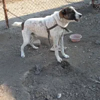 دزدیده شده|حیوانات|زنجان, |دیوار