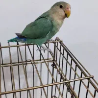 فروش یک عدد طوطی برزیلی