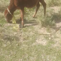 گوساله هفت ماهه