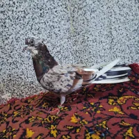 کفتر نر و ماده|پرنده|قم, کیوانفر|دیوار
