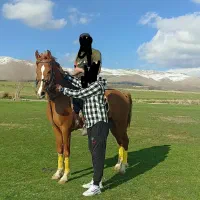 اسب