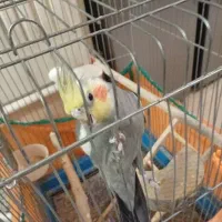 عروس نر مست سخنگو