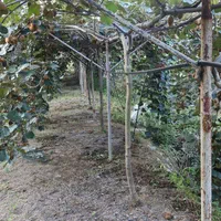 آبیاری قطره ای اتوماتیک|خدمات باغبانی و درختکاری|رشت, فرودگاه سردار جنگل رشت|دیوار