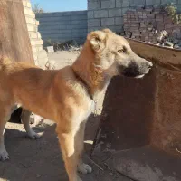 سگ دورگه|سگ|گنبد کاووس, |دیوار