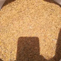 چلتوک و برنج میداود