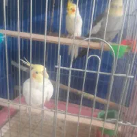 تعدادی عروس هلندی  و یک جفت کوتوله برزیلی نرو ماده|پرنده|تبریز, |دیوار