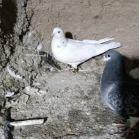 کبوتر شهری|پرنده|شیراز, احمدآباد|دیوار