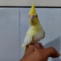 عروس هلندی زعفرانی