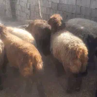 تعدادی گوسفند فروشی