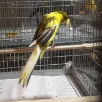 قناری رسمی بلند /موزائیکی/آگات/جیبوس/|پرنده|تهران, اتابک|دیوار