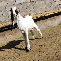 بزغاله نر گلابی اصیل