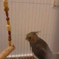 عروس هلندی ۳ماهه