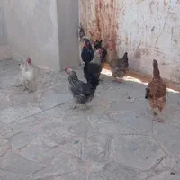 مرغ و خروس|حیوانات مزرعه|مشهد, دهشک|دیوار