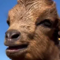 روغن گوسفند محلی