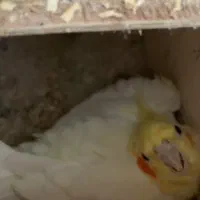 جفت عروس مولد ب شرط روی تخم|پرنده|ساری, |دیوار