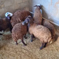 بره پای پروار کیلویی 370هزار