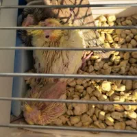 پرنده عروس هلندی|پرنده|قم, باغ کرباسی|دیوار