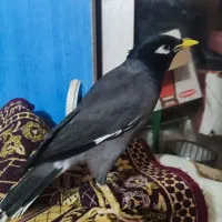 مینا|پرنده|بندرعباس, |دیوار