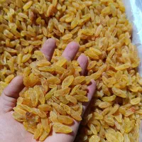 کشمش سبز قلمی کاشمر|عمده‌فروشی|یزد, |دیوار