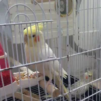 پرنده عروس هلندی|پرنده|مهرگان, |دیوار