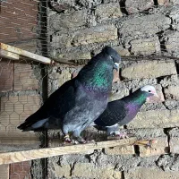 کبوتر کفتر