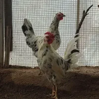 مرغ و خروس  گلین