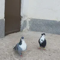 کفتر|پرنده|مشهد, شهرک مهرگان|دیوار