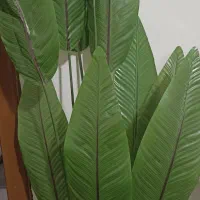 درخت چه|گل مصنوعی|زابل, |دیوار