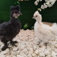 جوجه زینتی ابریشمی