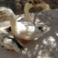 اردک