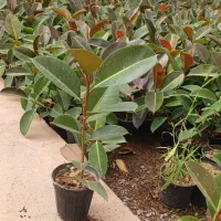 تاحالا از گلخانه افرا خرید داشتین|گل و گیاه طبیعی|قم, چهل درخت|دیوار